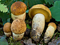 Leccinum crocipodium