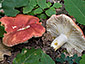 Russula luteotacta