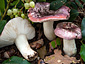 Russula fragilis var. fragilis