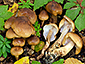 Tricholoma ustale