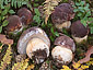 Boletus pinophilus