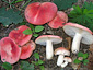 Russula persicina