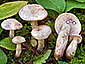 Lactarius aspideus