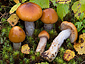 Cortinarius septentrionalis