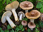 Russula puellaris