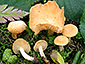 Lactarius alpinus