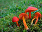 Hygrocybe coccinea