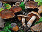 Cortinarius hinnuleus