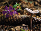 Mycena pura