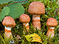 Cortinarius armillatus