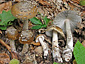 Amanita ceciliae