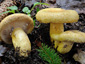 Lactarius repraesentaneus