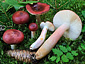 Russula renidens