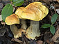 Cortinarius bergeronii