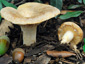 Lactarius ilicis