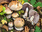 Cortinarius nymphicolor