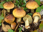 Cortinarius nanceiensis