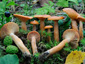 Lactarius duplicatus