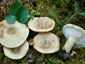 Lactarius olivinus