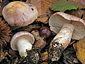 Cortinarius tomentosus