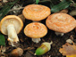 Lactarius chrysorrheus