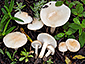 Hygrophorus pseudodiscoideus var. cistophilus