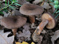 Lactarius subumbonatus