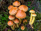 Pholiota flammans