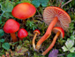 Hygrocybe coccinea