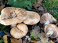 Lactarius acerrimus