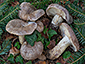 Lactarius violascens