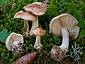 Leucocortinarius bulbiger