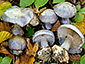 Cortinarius caerulescens