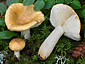 Russula ochroleuca