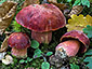 Boletus dupainii