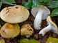 Russula ochroleuca