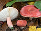 Russula lepida