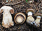 Cortinarius fuscoperonatus