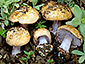 Cortinarius vesterholtii