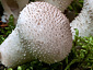 Lycoperdon perlatum