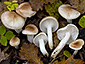 Hygrophorus arbustivus