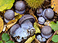 Cortinarius purpurascens