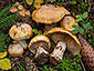 Cortinarius subrugulosus