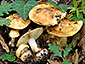 Cortinarius osmophorus