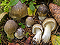 Tricholoma guldeniae