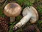 Hygrophorus latitabundus