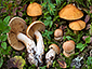 Cortinarius vespertinus