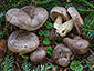 Lactarius violascens