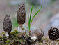 Morchella elata