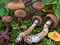 Cortinarius pholideus